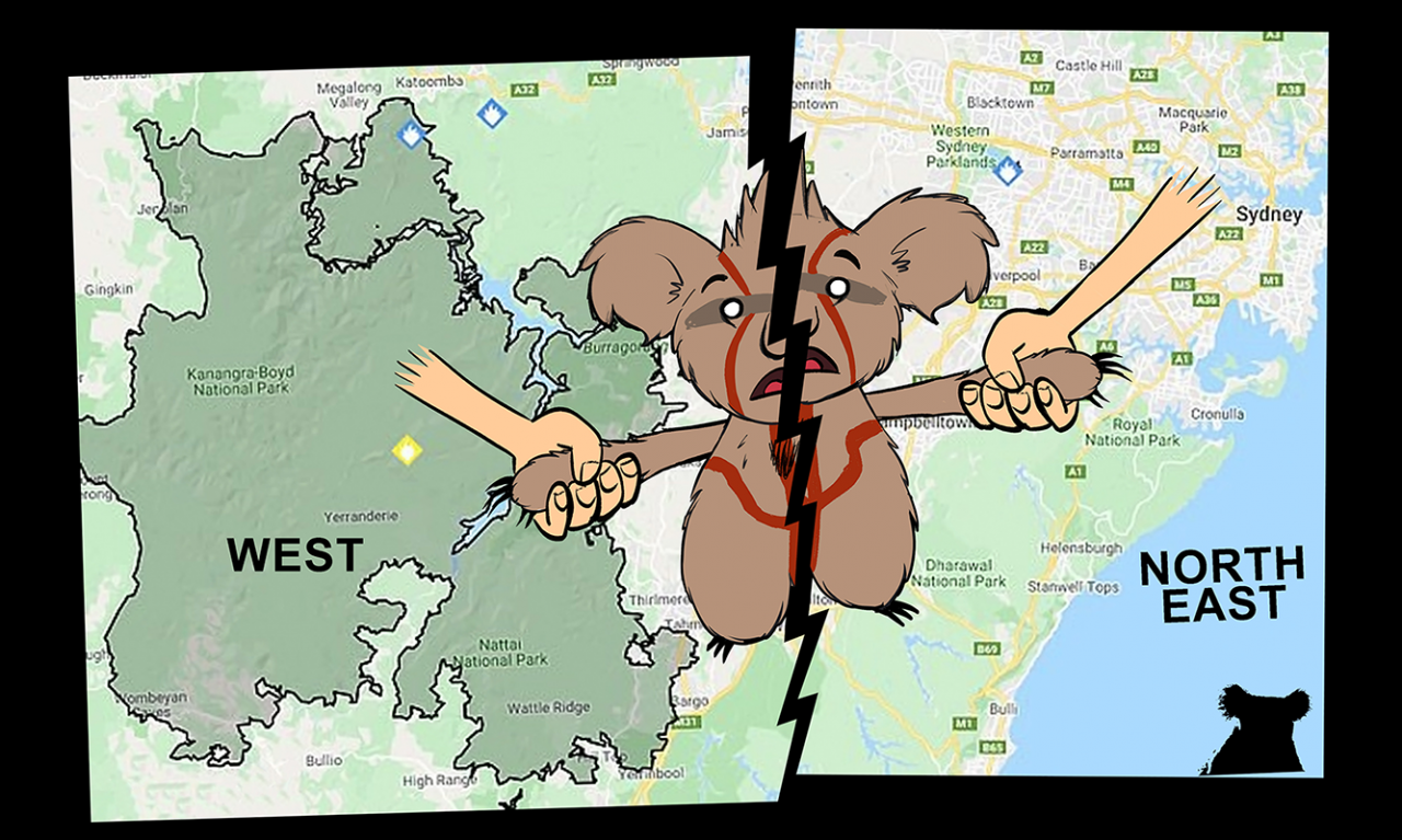 1.-Stolen-Koalas-KR_200112_----PNG