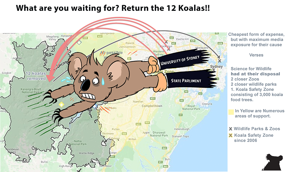 49.-Return-the-12-Koalas-PNG
